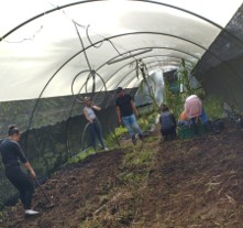 Proyecto: Plan de propagación y conservación de tubérculos andinos