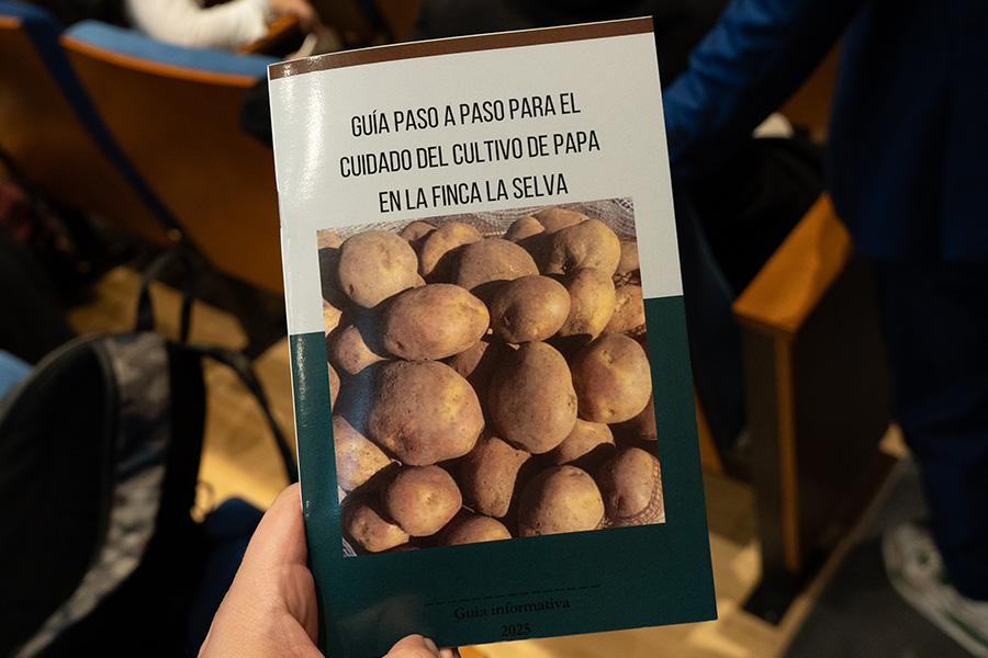 Guía paso a paso para el cuidado del cultivo de papa